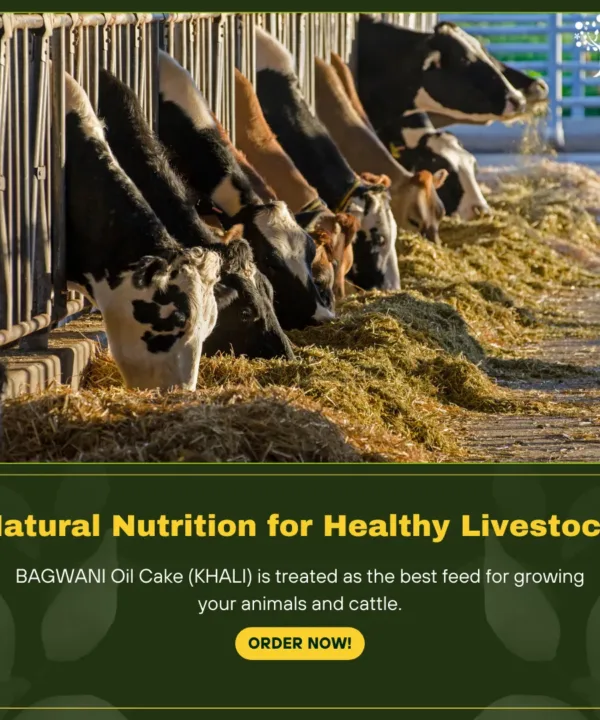 oil cake khali for animals